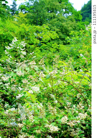 渓谷の花々 7月の横谷渓谷 信州の自然 渓谷の花々 7月の横谷渓谷 信州の自然 111195815