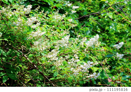 渓谷の花々 7月の横谷渓谷 信州の自然 渓谷の花々 7月の横谷渓谷 信州の自然 111195816
