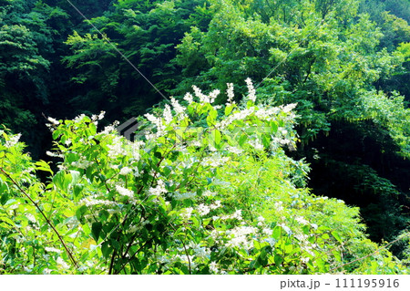 渓谷の花々 7月の横谷渓谷 信州の自然 渓谷の花々 7月の横谷渓谷 信州の自然 111195916