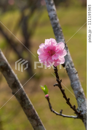 Close up of Pink Plum flower blooming in spring. selective focus Close up of Pink Plum flower blooming in spring. selective focus 111195965