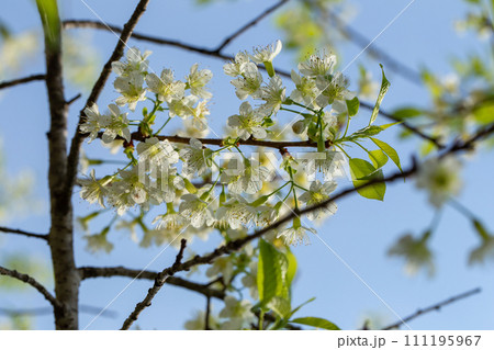 White Wild Himalayan Cherry blossom or thai sakura flower tree at Chiang Mai Thailand 111195967