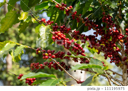 Cherry coffee beans on the branch of coffee plant 111195975