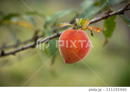 Fresh organic peaches on the tree in garden 111195980