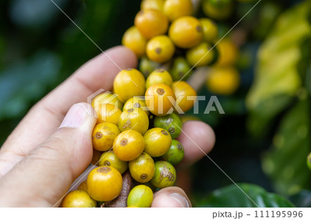 Coffee farmer picking ripe yellow cherry CatiMor Coffee beans 111195996