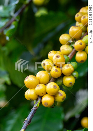 Arabica coffee beans color yellow CatiMor ripening on tree Arabica coffee beans color yellow CatiMor ripening on tree 111195999