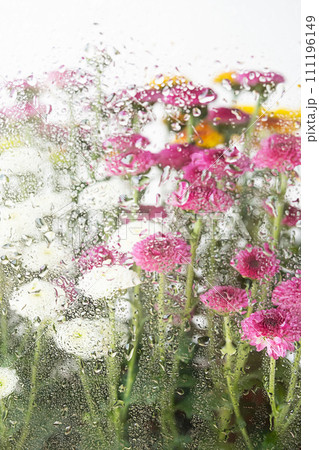 Blooming flowers behind the wet window glass. 111196149