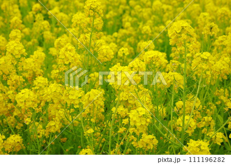 春の訪れ　菜の花　畑 111196282