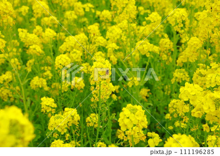 春の訪れ　菜の花　畑 111196285