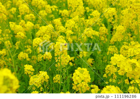 春の訪れ　菜の花　畑 111196286