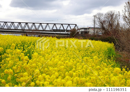 河川敷の菜の花 111196351