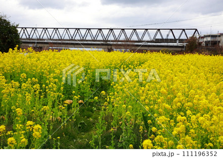 河川敷の菜の花 111196352