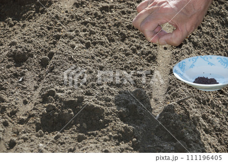 カブの種まき カブの種まき 111196405