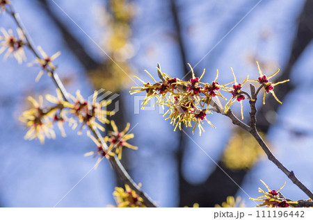 マンサク 111196442