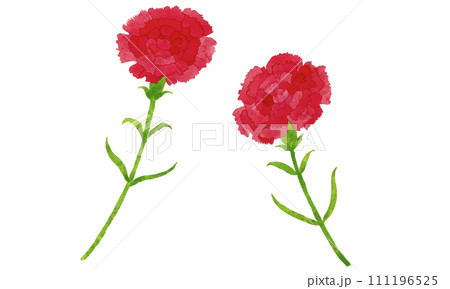 赤いカーネーションのイラスト 111196525