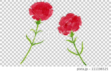 赤いカーネーションのイラスト 111196525