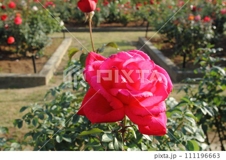 荒尾市 おもやい市民花壇 バラの花、 荒尾市 おもやい市民花壇 バラの花、 111196663