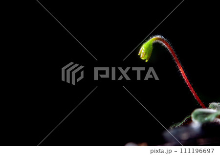 Nature background image. Close-up of flower buds about to bloom. flowers of sinningia tree. Nature background image. Close-up of flower buds about to bloom. flowers of sinningia tree. 111196697