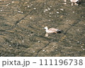 目黒川で泳ぐ鴨 111196738