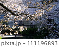 桜のある風景 111196893