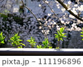 桜を背景にした若葉と芽吹き 111196896