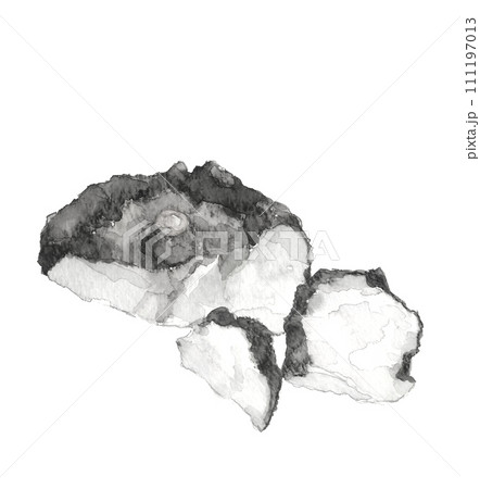 手描き水彩で描いたコンニャク芋の断面の見えるモノトーンのイラスト 白バック 透過背景 111197013