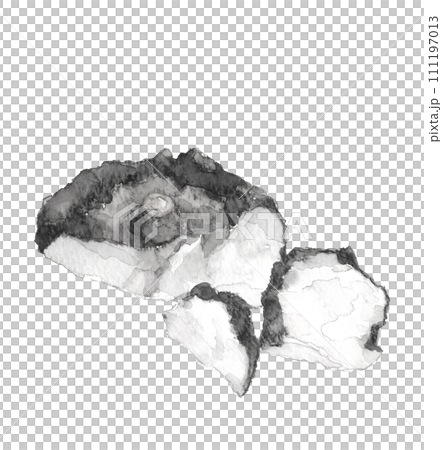 手描き水彩で描いたコンニャク芋の断面の見えるモノトーンのイラスト 白バック 透過背景 111197013