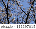 青空に映える桜 111197015