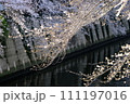 目黒川の枝垂れ桜 111197016