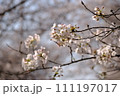 春の日差しを浴びる桜 111197017