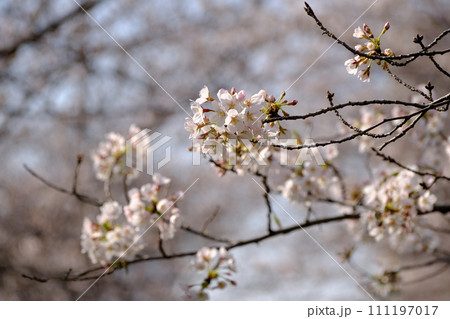 春の日差しを浴びる桜 春の日差しを浴びる桜 111197017