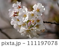 春の日差しを浴びて咲く満開の桜 111197078