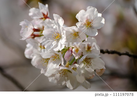春の日差しを浴びて咲く満開の桜 春の日差しを浴びて咲く満開の桜 111197078