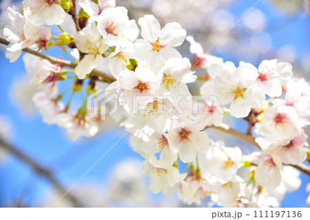 日本の春 満開の桜 111197136