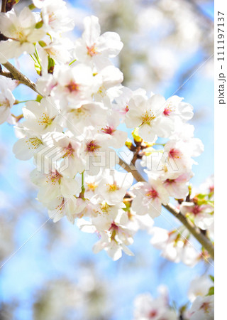 日本の春 満開の桜 111197137