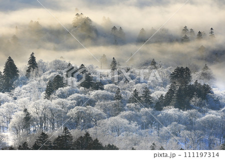 霧氷に覆われた木々 111197314