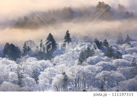 霧氷に覆われた木々 111197315