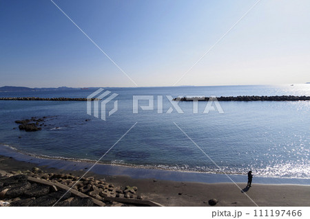 水仙ロード(神奈川県横須賀市野比) 水仙ロード(神奈川県横須賀市野比) 111197466