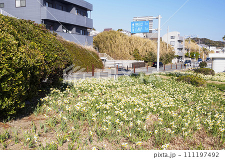 水仙ロード（神奈川県横須賀市野比） 111197492