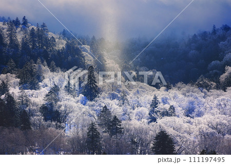 霧氷に覆われた木々 霧氷に覆われた木々 111197495