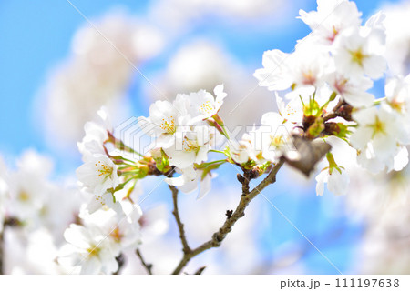 日本の春 満開の桜 日本の春 満開の桜 111197638