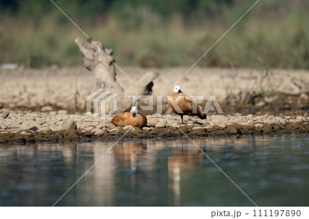 Pair of Ruddy Shelducks on River Bank 111197890