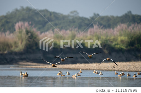 Ruddy Shelducks in Flight 111197898