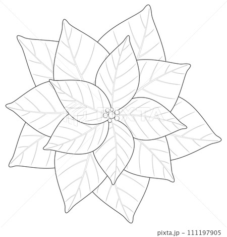 Illustration of hand-drawn poinsettia, vector material. 111197905
