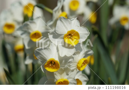 春を告げる花 日本水仙の花 春を告げる花 日本水仙の花 111198016