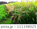 頭を下げる実った稲 111198025