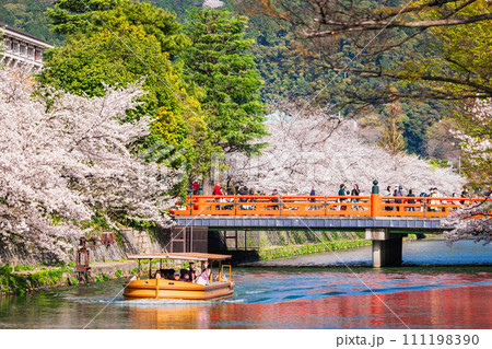 春の京都　岡崎疏水の桜風景 111198390