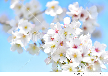 日本の春 満開の桜 日本の春 満開の桜 111198408