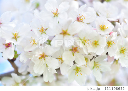 日本の春 満開の桜 111198632