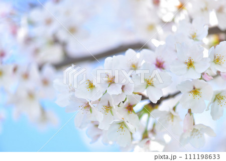 日本の春 満開の桜 111198633