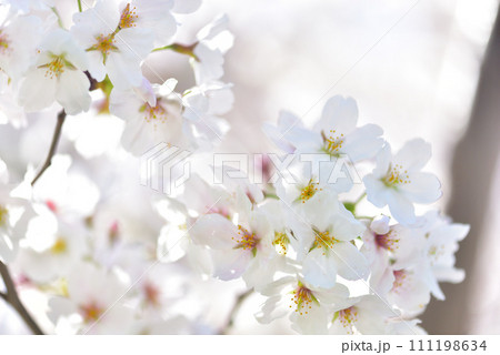 日本の春 満開の桜 111198634